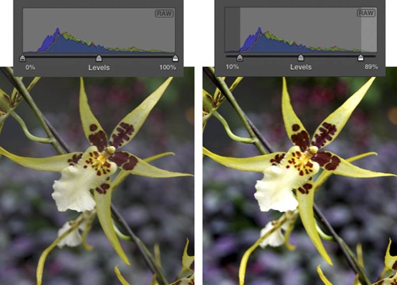 Left: One way to fix a photo that looks too “flat” is to adjust the Levels slider below the histogram. Notice how the tonal information is bunched up in the middle of this histogram, meaning the photo has no true highlights or shadows.Right: Move the slider’s left and right handles inward, toward the edges of the histogram data, to improve both highlights and shadows.