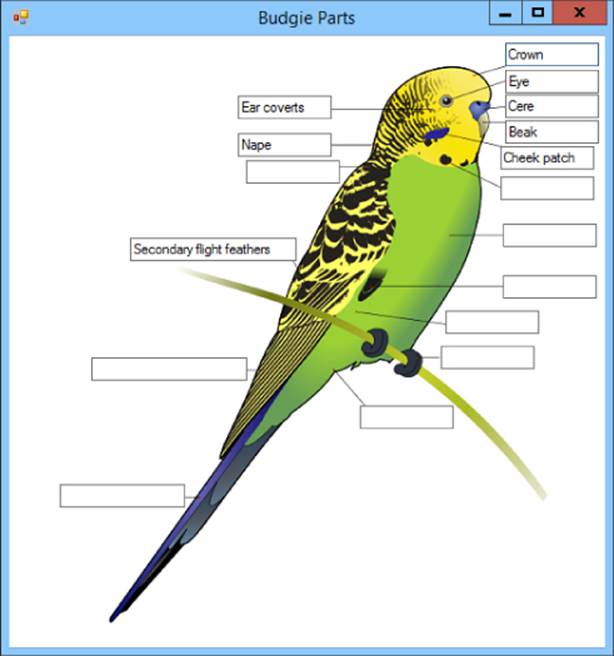 Screenshot of Budgie Parts window presenting an image of a bird (budgie) with labeled parts.