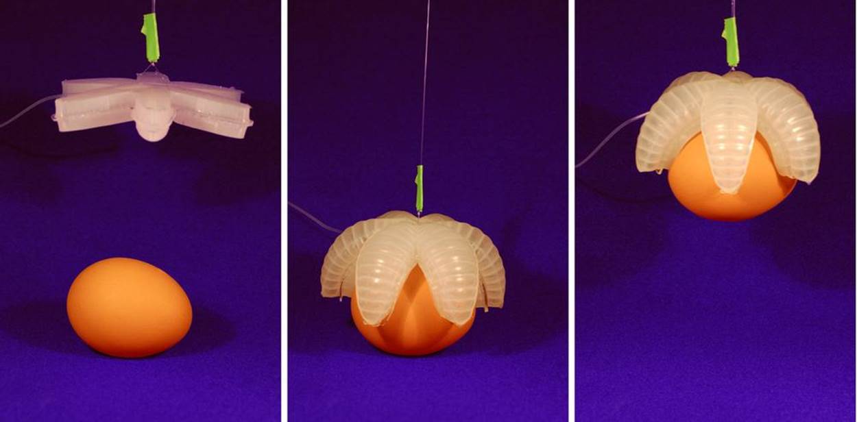 A silicon gripper, activated by inflating it with air, picks up a raw egg. Credit: Filip Ilievski, Whitesides Group, Harvard University (photo is CC BY-SA 4.0).