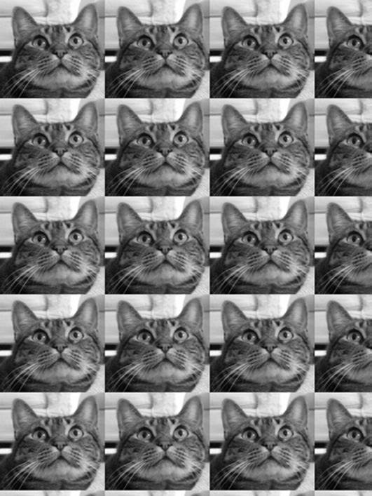 Nested for loops used with paste() to duplicate the cat’s face (a duplicat, if you will).