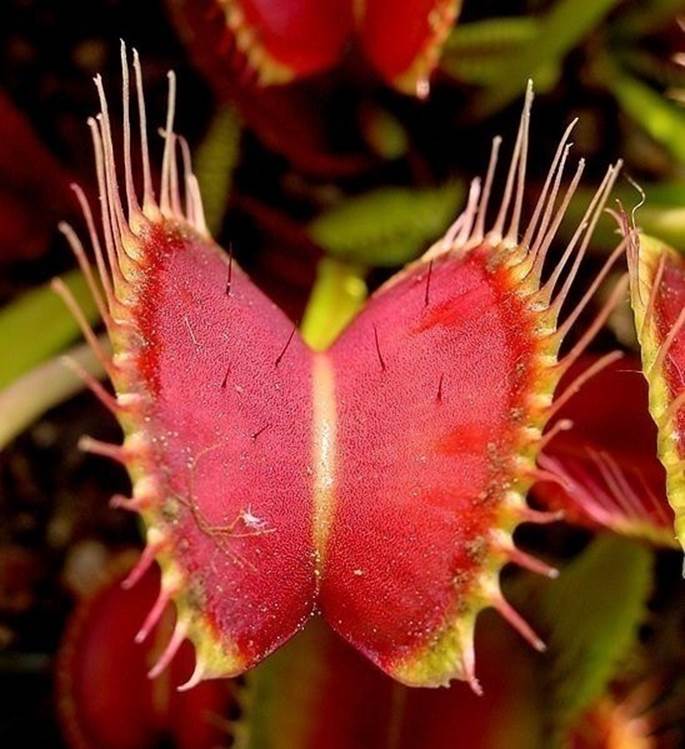 A Venus flytrap—complex behavior without a brainWikimedia Commons: