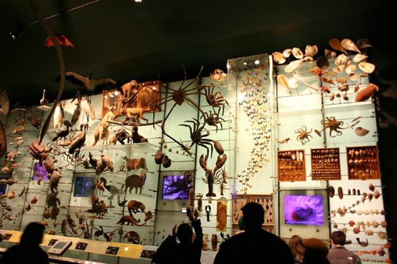 The Hall of Biodiversity at the American Museum of Natural History in <a href=