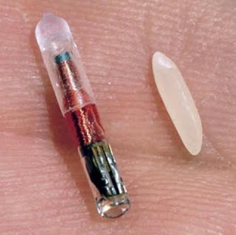 A read-only RFID tag of the type used in pet ID chips (image: Wikipedia user Light_Warrior)