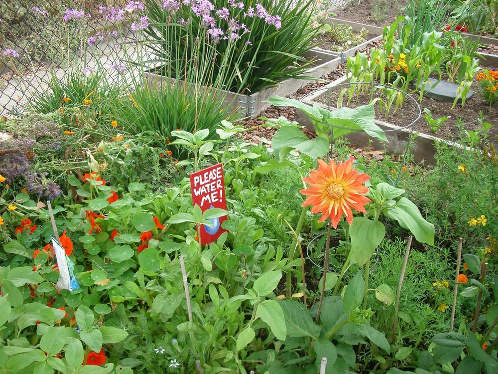 “Water me” signs sighted at a neighborhood-run garden inspire initial service proposals for collective urban resource management (image: Elizabeth Goodman)