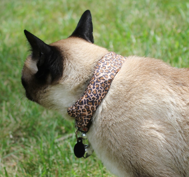 Security expert Gene Bransfield created the WarKitteh cat collar, which maps neighbors’ WiFi networks as the cat prowls the neighborhood. The collar was a Black Hat security conference demo rather than a real threat but exposed a surprising number of open and poorly secured WiFi routers (image: Gene Bransfield).