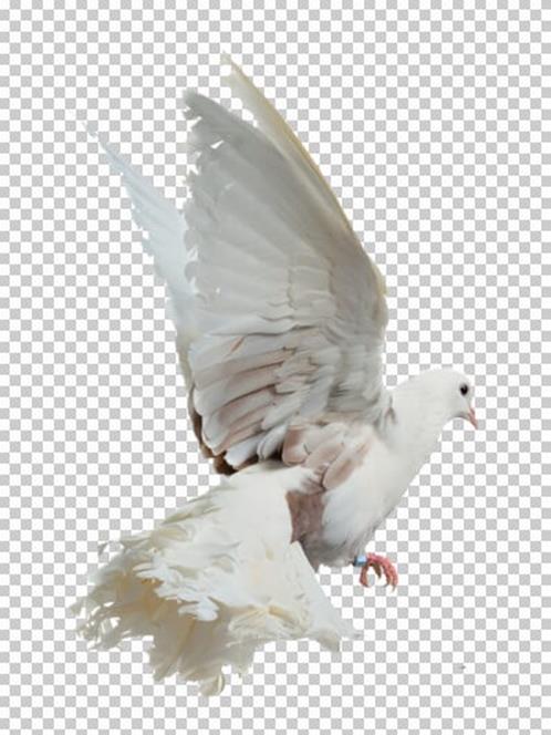 A pigeon photo on a transparent background. Source: http://eross-666.deviantart.com/art/png-birds-309293686