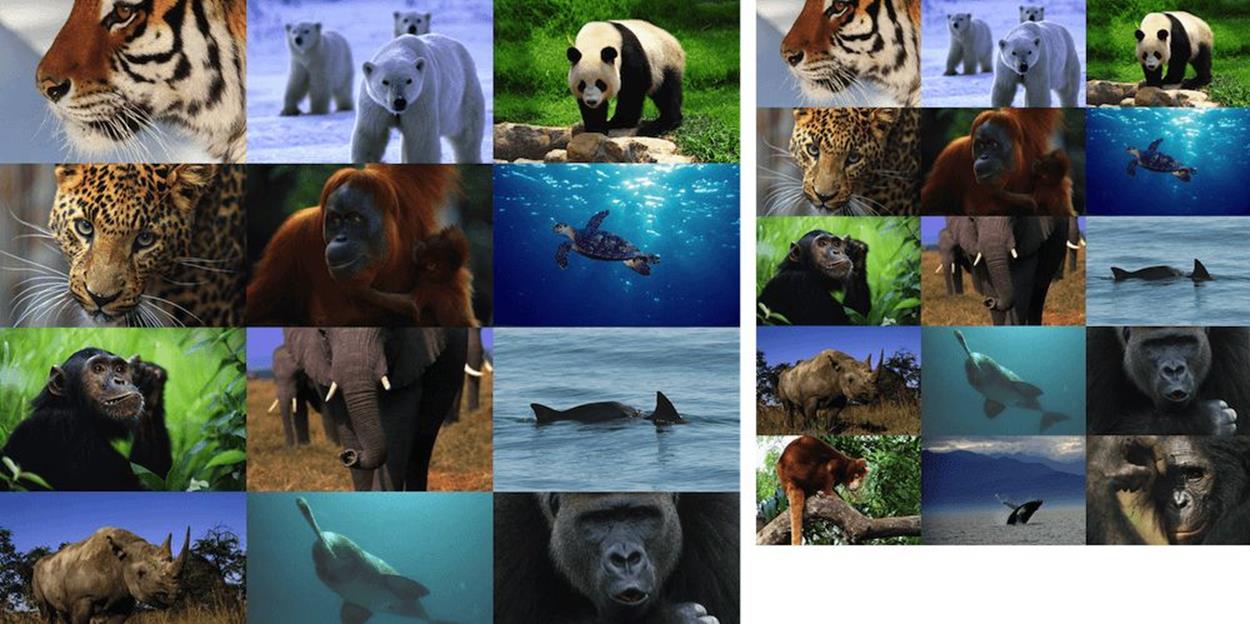 WWF Image Gallery